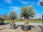 Preview: Olivenbaum Hojiblanca etwa 200 Jährig - super dick und groß.